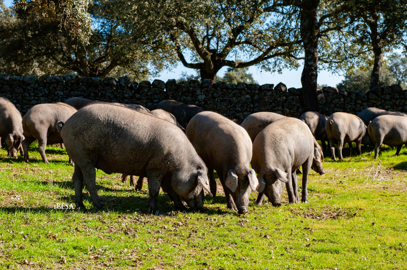 Incunable De Ibesa
                      loading=