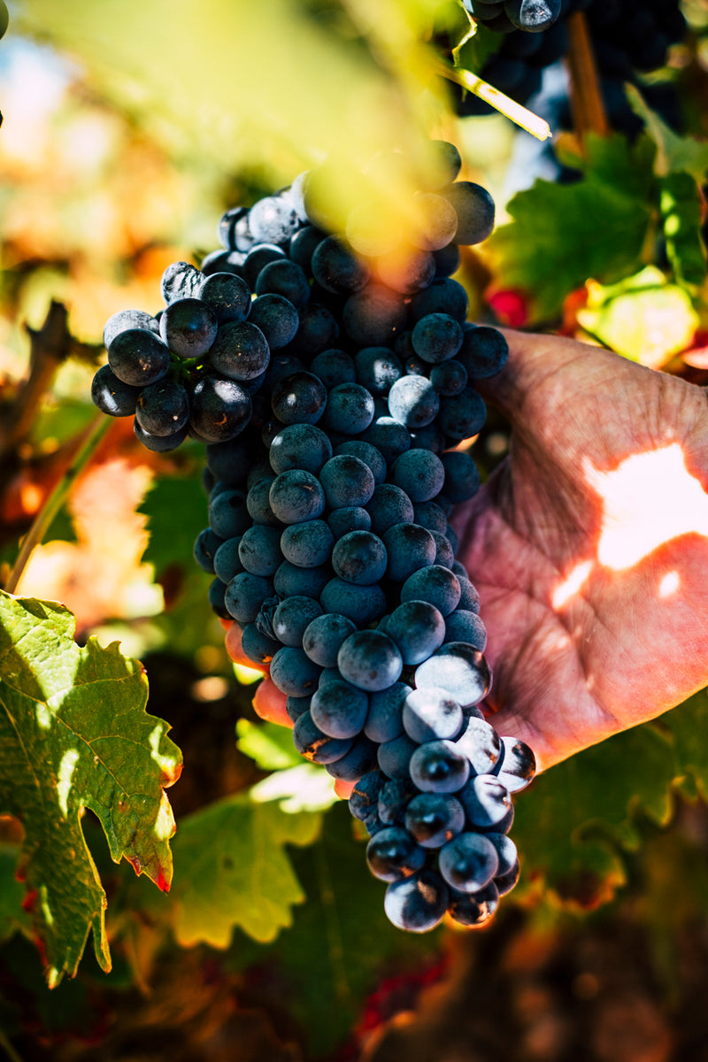 Costers Del Sió - Pago de Los Capellanes